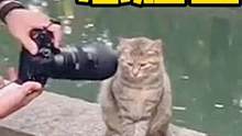 猫：你礼貌吗？镜头都怼脸上了！ #搞笑视频 #搞笑配音 #搞笑动物