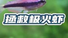 这个问题不解决，再放200 只极火虾也不管用啊，没想到不锈钢进水保护套能在这个时候派上用上#极火虾 