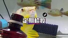 养鱼定期检疫非常重要，我家所有的鱼儿一直都非常健康。