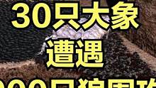 当30只大象遭遇900只狼围攻！ #大片即视感 #单机游戏