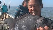来叔夫妇俩出海合作捕鱼，外海的资源就是不一样，这也太给力了呀（上）