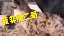 王思掏被二驴一顿胖揍！也算给豹桂兰出气了！#搞笑动物配音 