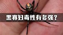 黑寡妇——世界上毒性最大的蜘蛛之一，有一种动物却对它完全免疫 #科普一下 #昆虫 #原创视频