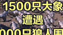 当1500只大象遭遇2000只狼人围攻！ #大片即视感 #单机游戏