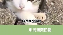 猫：我的猫生目标，就是当一只名士猫