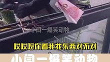 八哥：我是不是被利用了