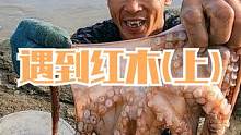 来叔赶海遇到一根红木，底下还住着肥硕的海货，今天抓的挺开心呢（上）