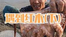 来叔赶海遇到一根红木，底下还住着肥硕的海货，今天抓的挺开心呢（下）