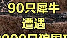 当90只犀牛遭遇2000只狼围攻！ #大片即视感 #单机游戏