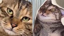 #猫：你什么意思 猫：你就是这么宣传我的？#猫咪 #专治不开心