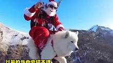 #狗狗 #圣诞节 #萨摩耶 #可爱 勇敢耶耶变身圣诞麋鹿
