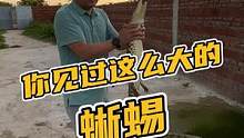 你见过这么大的蜥蜴？#鳄珍 #鳄鱼 #豆豆鞋