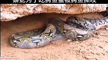 饥饿的蟒蛇为了食物强行攻击鳄鱼