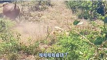 搞笑配音：大狮子狗被牛老二真实了，牛老二出息了
