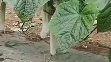 这样操作更好吃吗？