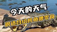 今天的天气很适合给鳄鱼喂零食#鳄珍#鳄鱼
