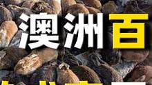 澳大利亚上演“人兔大战”，一百亿只兔子吃不完，当地人选择认输 #历史 #兔子 #外来入侵物种 #殖民