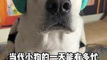 咋就是说没有一刻是闲着的。#当代小狗的一天能有多忙 #吃豆柴猫狗肠胃好  #这个家不能没有狗子