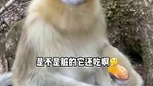 金丝猴：我好歹是猴中贵族，你就给我吃这个？
