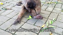 猴子抢了游客的打火机，顿悟出了进化成人的真理