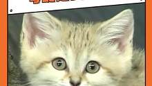 下辈子可以投胎做一只#沙漠猫  吗？主要想尝尝这个“辣条”#猫#搞笑#动物