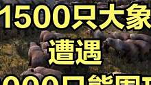 当1500只大象遭遇8000只熊围攻！ #大片即视感 #单机游戏