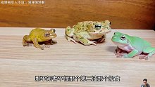 蛤蟆老大好像被兄弟们给耍了