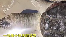 乌龟十年冬眠都没死，结果40度高温蒸真成七分熟