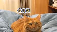 #搞笑 #猫猫  猫：让我看看她是不是要噶了