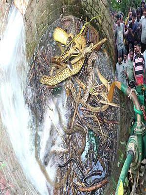 印度最大蛇窝藏在古井中，捕蛇人找来抽水泵，一番操作吓傻全村人 #真实户外 #乡村味道 #蟒蛇