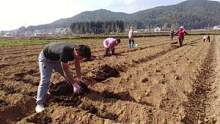 陆良：芳华四月洋芋抢种忙#陆良