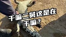 二舅这是在干嘛？#鳄珍 #鳄鱼