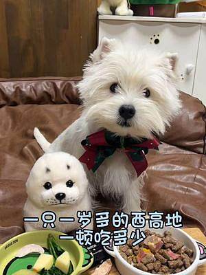 今天弟弟版本的榨菜哦??！