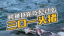 来给大家表演一个三口一头猪#鳄珍 #鳄鱼