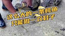 这么大的一条鳄鱼只能做一双鞋子#鳄珍 #鳄鱼 #光头鞋