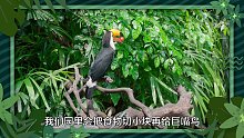 长隆博物志-巨嘴鸟