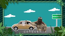 长隆博物志-树懒