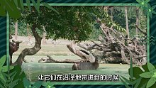 长隆博物志-水羚
