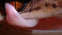 你能用舌头舔眼睛吗？睑虎能。#野生动物顾莹#极限寰宇#抖音自然