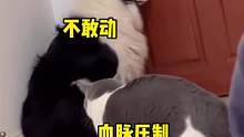 这是血脉压制吧！#狗狗 #猫咪 #萌宠 #夏日娱评嘉年华