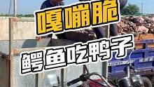 嘎嘣脆，鳄鱼吃鸭子#鳄珍 #鳄鱼 #鳄鱼养殖场