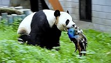 熊猫：我不管你是几级，反正我满级