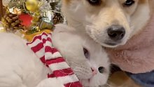 三猫一狗陪我们过圣诞