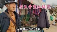 山东70岁老大爷赶集卖梅花，10年老桩8公分粗，价格不高一阵抢光