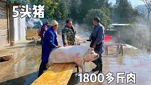 恩施农村杀年猪，姑姑家5头猪杀了1800斤鲜肉，土猪肉看着都美味