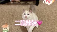 #布偶猫 #布偶猫的日常 #可爱的小猫咪 
大家可以去我小号看更多铁柱和牙妹的日常hhhh
这是妹妹