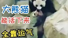 大熊猫能活下来全靠运气