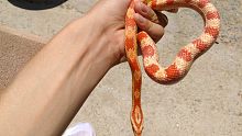 美艳！阳光下撸一把白化红玉米蛇