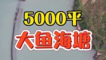 花3500包下的5000平大海塘 石斑爆发斩获六把割鹿刀，转手大卖8000元 老板哭晕在厕所【下集】