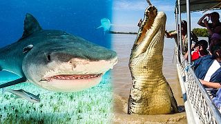 鳄鱼和鲨鱼都避之不及，探访亚马逊河里特有的致命动物